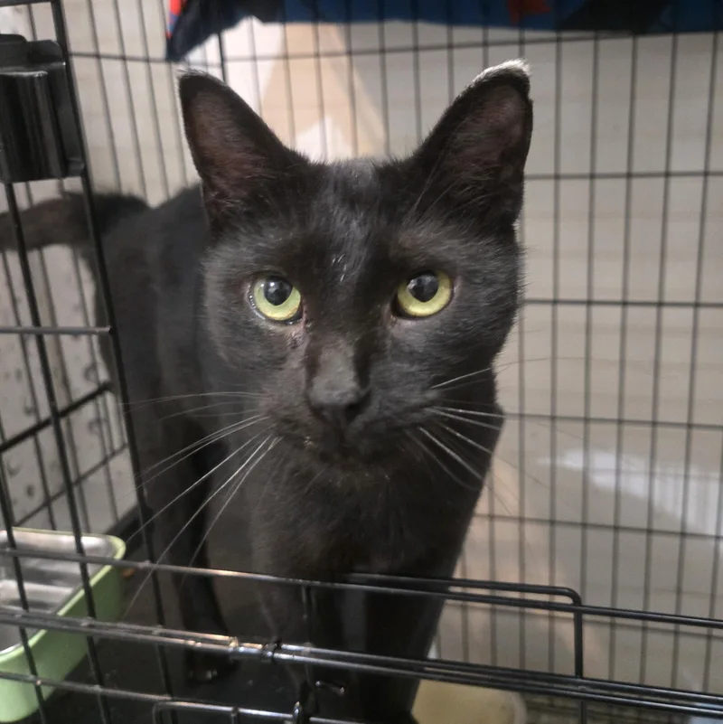 An adult medium-sized female Black Domestic Short Hair cat named Jocelyn for adoption in Reeseville, WI