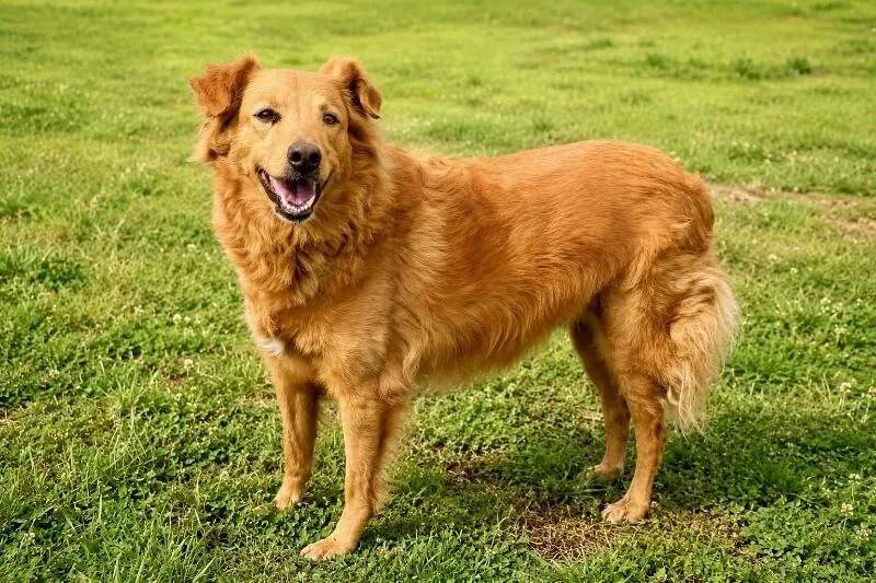 A senior medium-sized female Golden Retriever dog named Dixie for adoption in Maryville, TN