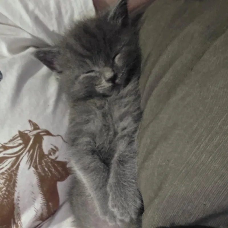 A baby small-sized male Gray / Blue / Silver Domestic Short Hair cat named BamBam for adoption in Wilmington, DE