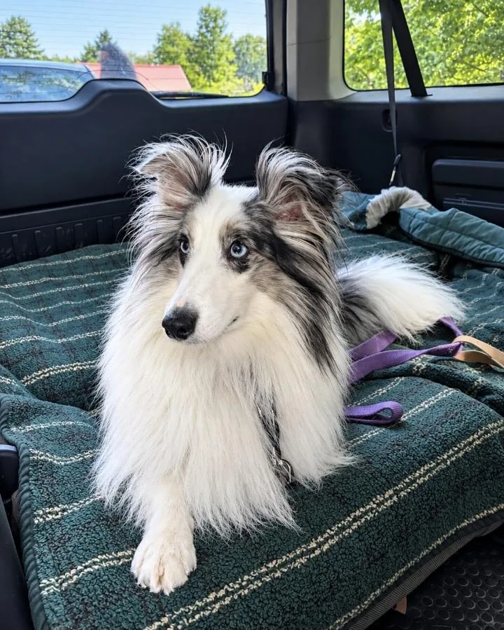 A young small-sized male Shetland Sheepdog / Sheltie dog named Dash for adoption in Portland, ME