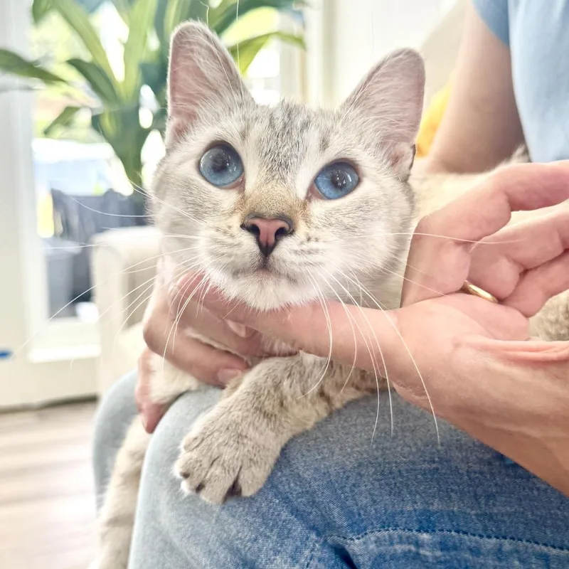 A young medium-sized female White Domestic Short Hair cat named Snowball for adoption in Chapel Hill, NC