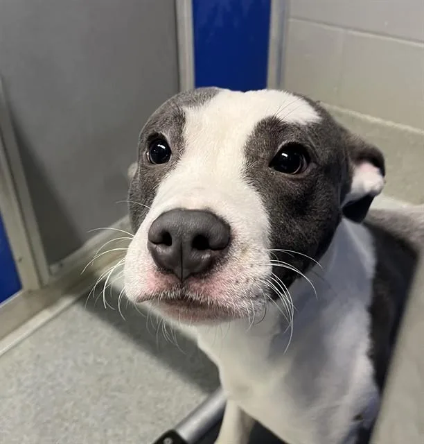 A young small-sized male Pit Bull Terrier dog named Vincent Van Go for adoption in Bloomington, IL
