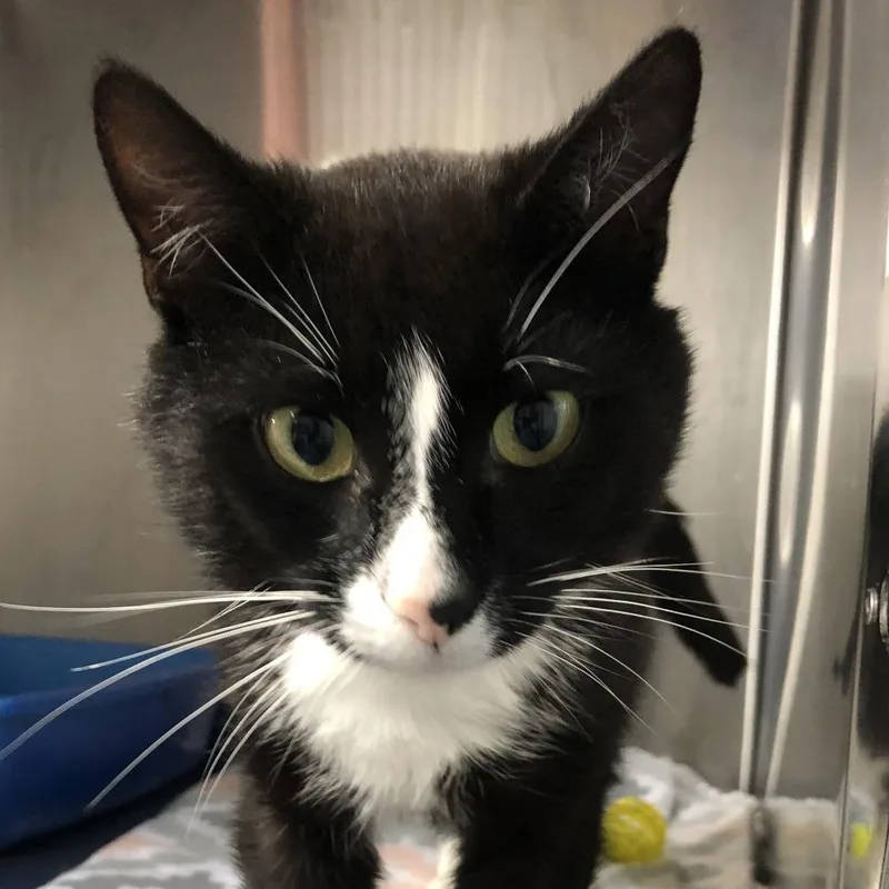 A young medium-sized male Black Domestic Short Hair cat named Bootsie for adoption in Russellville, KY