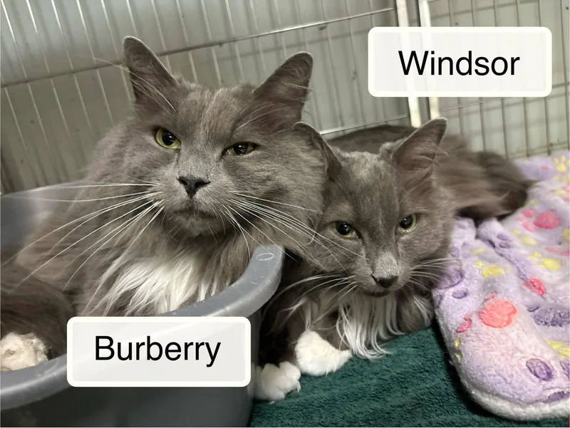 Windsor And Burberry thumbnail 2