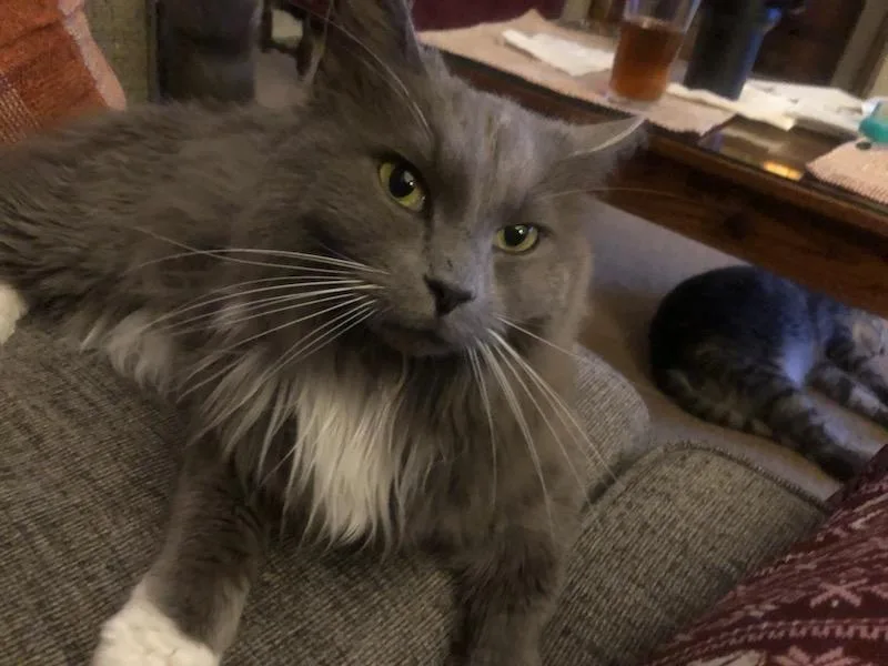 Windsor And Burberry thumbnail 3