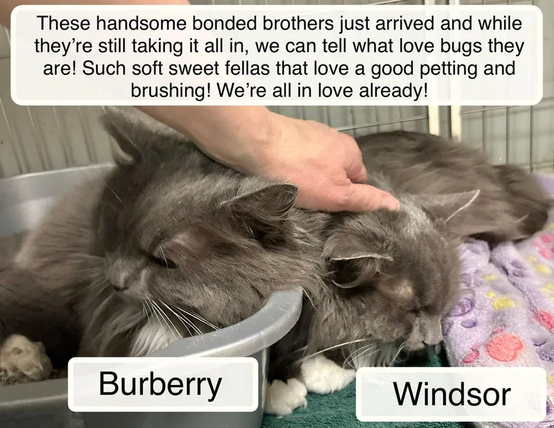 Windsor And Burberry thumbnail 4