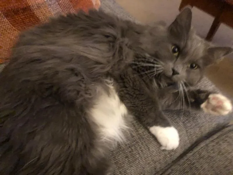 Windsor And Burberry thumbnail 5