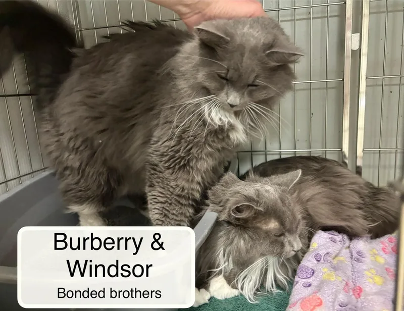 Windsor And Burberry thumbnail 6