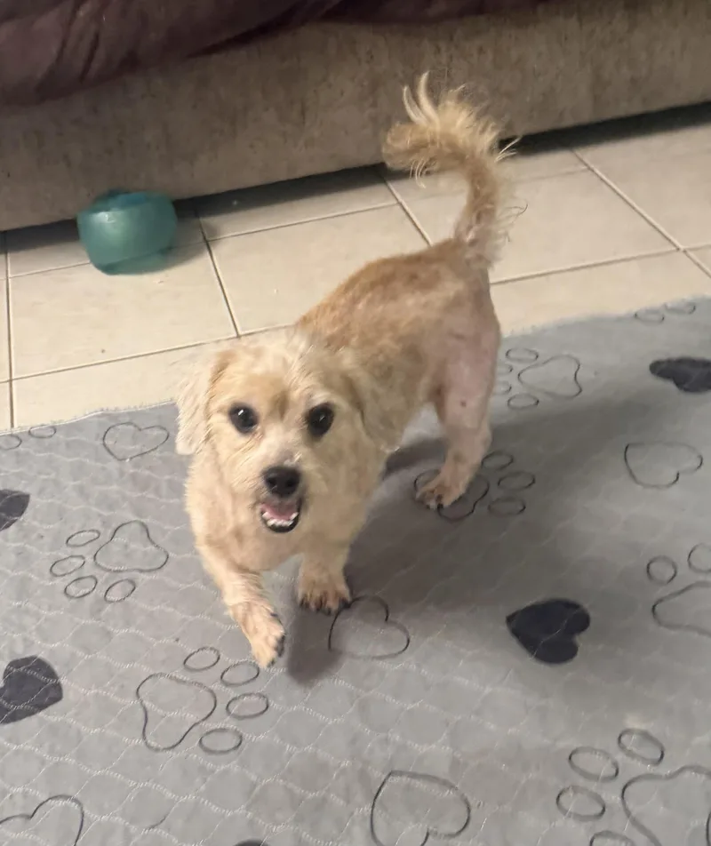 An adult small-sized female Havanese dog named Dixie & Lilly for adoption in Kings Mountain, NC