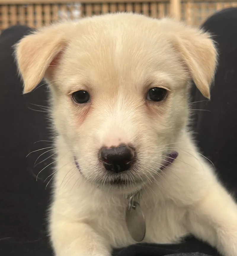 A baby medium-sized male Apricot / Beige American Eskimo Dog dog named Custard for adoption in Saint Paul, MN