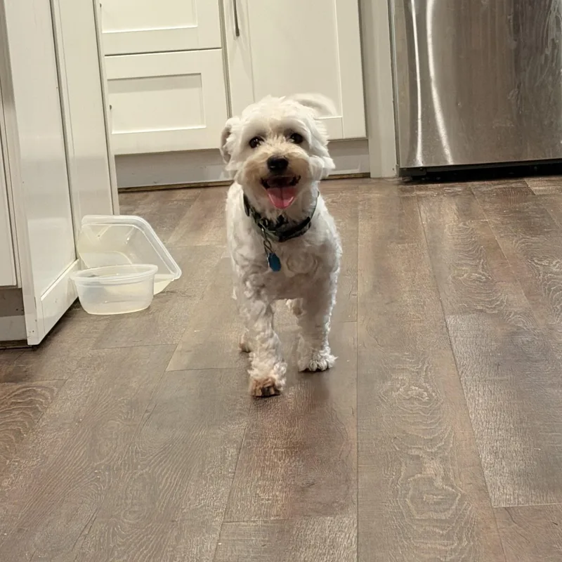 An adult small-sized male Maltese dog named Bennie for adoption in Warrior, AL