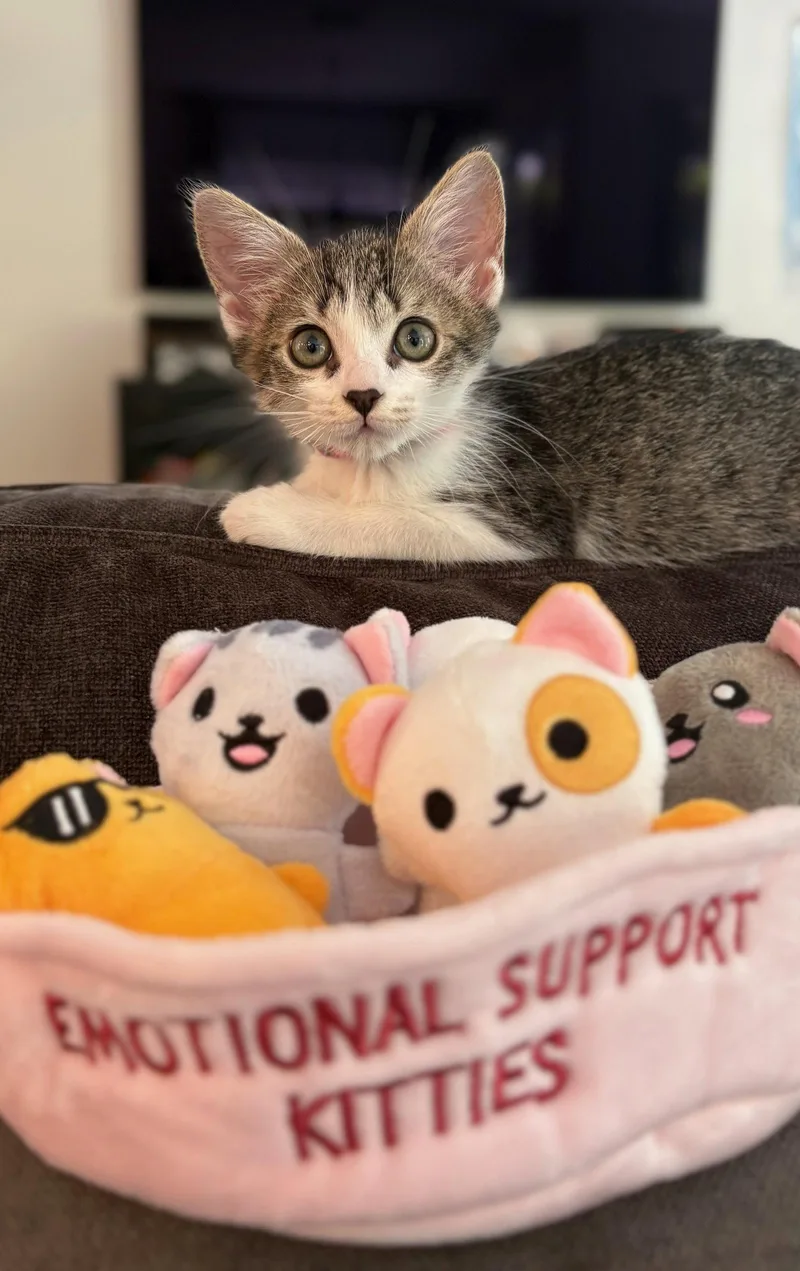 Livy Lu