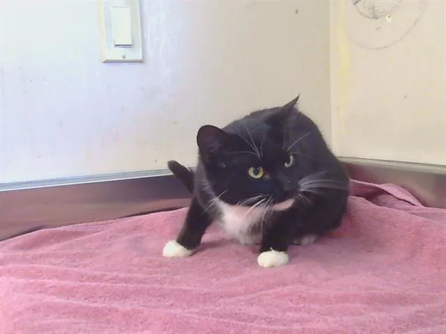 A young small-sized female Domestic Short Hair cat named Crystal for adoption in Sacramento, CA
