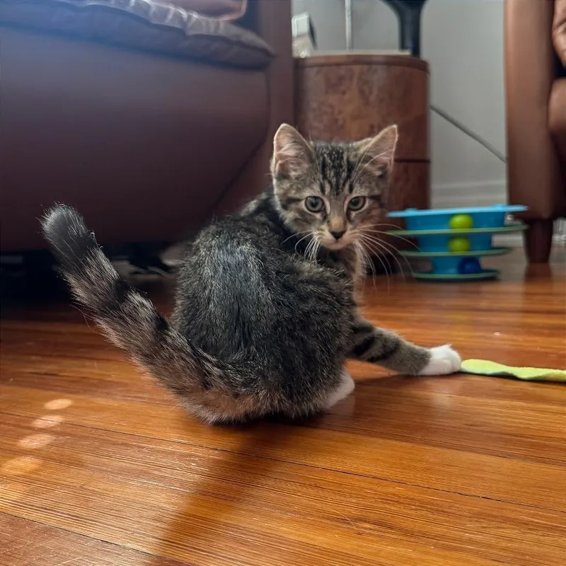 A baby small-sized male Domestic Short Hair cat named Diet Coke for adoption in Gibsonia, PA