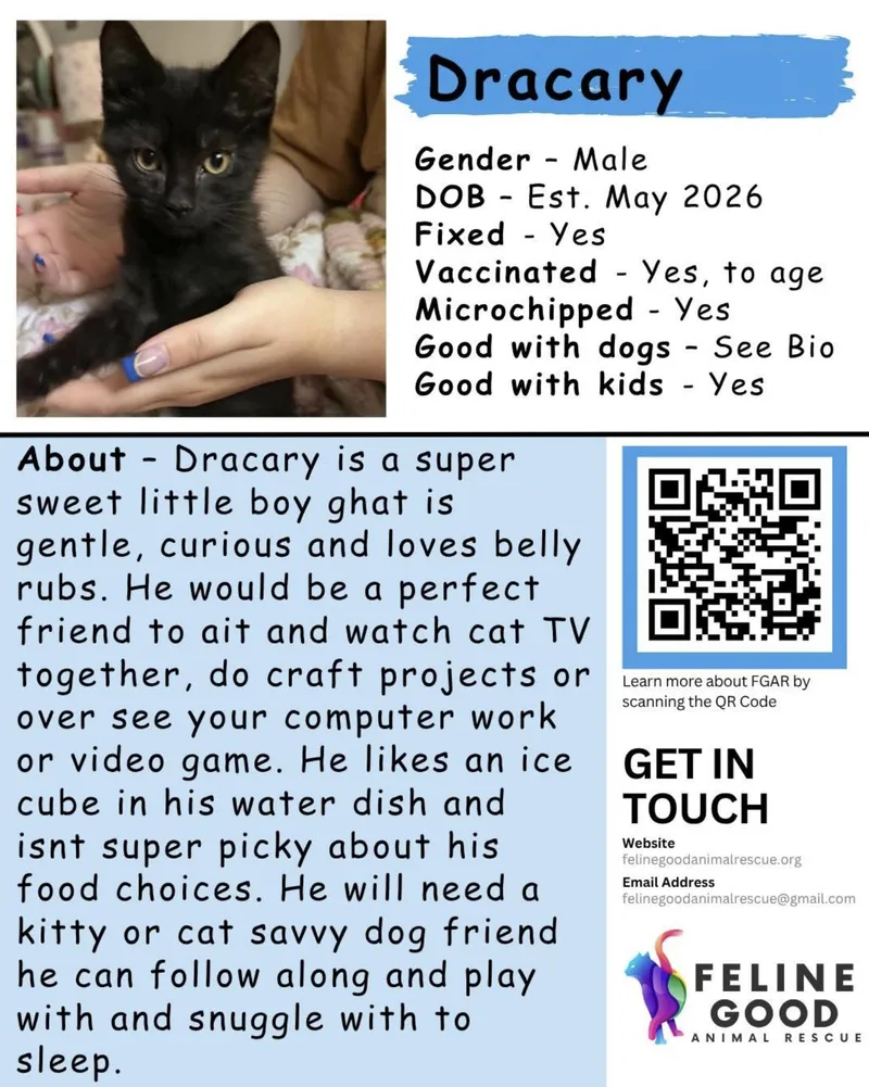 A baby medium-sized male Black Domestic Short Hair cat named Dracary for adoption in Eugene, OR