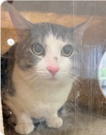 An adult small-sized male Domestic Short Hair cat named Grayson for adoption in Madison, NJ