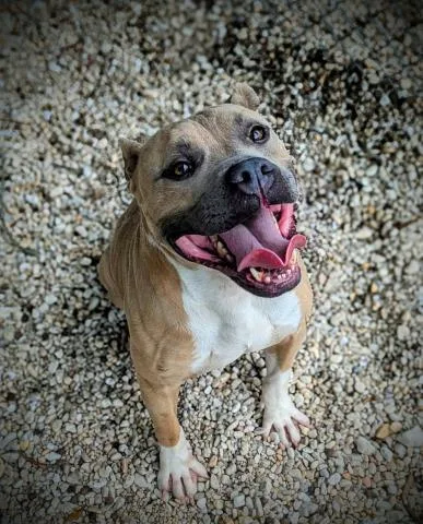 An adult medium-sized male Mixed Breed dog named Tarav for adoption in Pensacola, FL