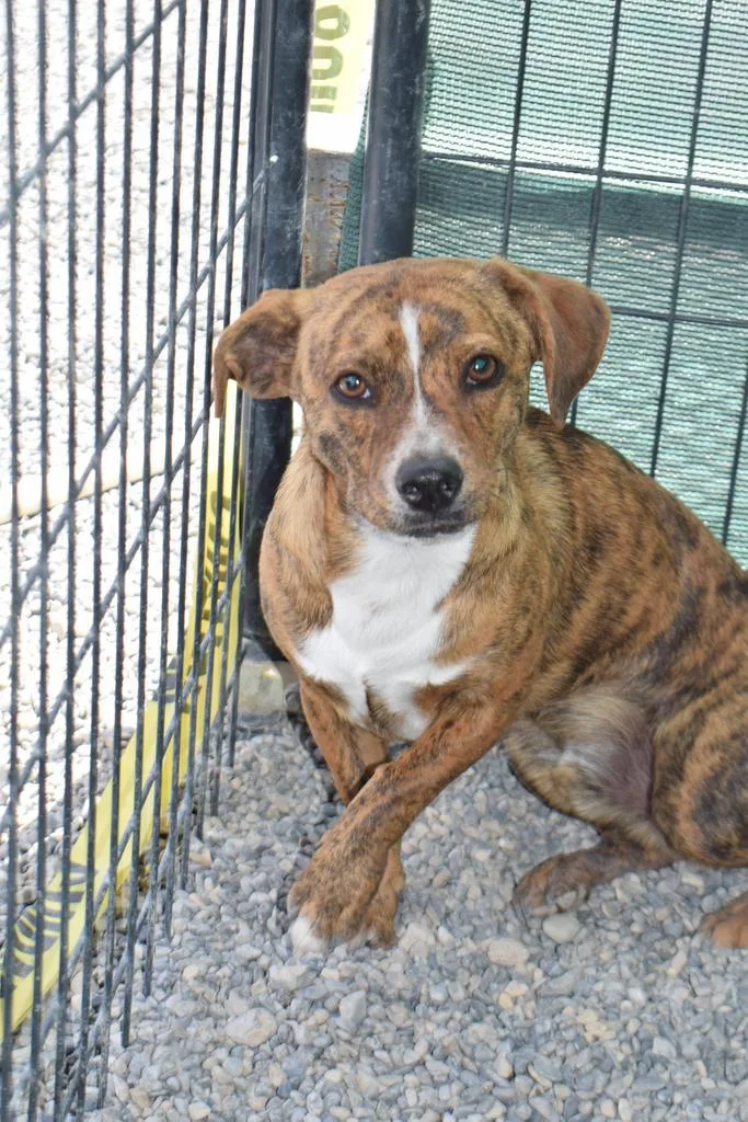 A baby small-sized male Beagle dog named Bobby for adoption in Pahrump, NV