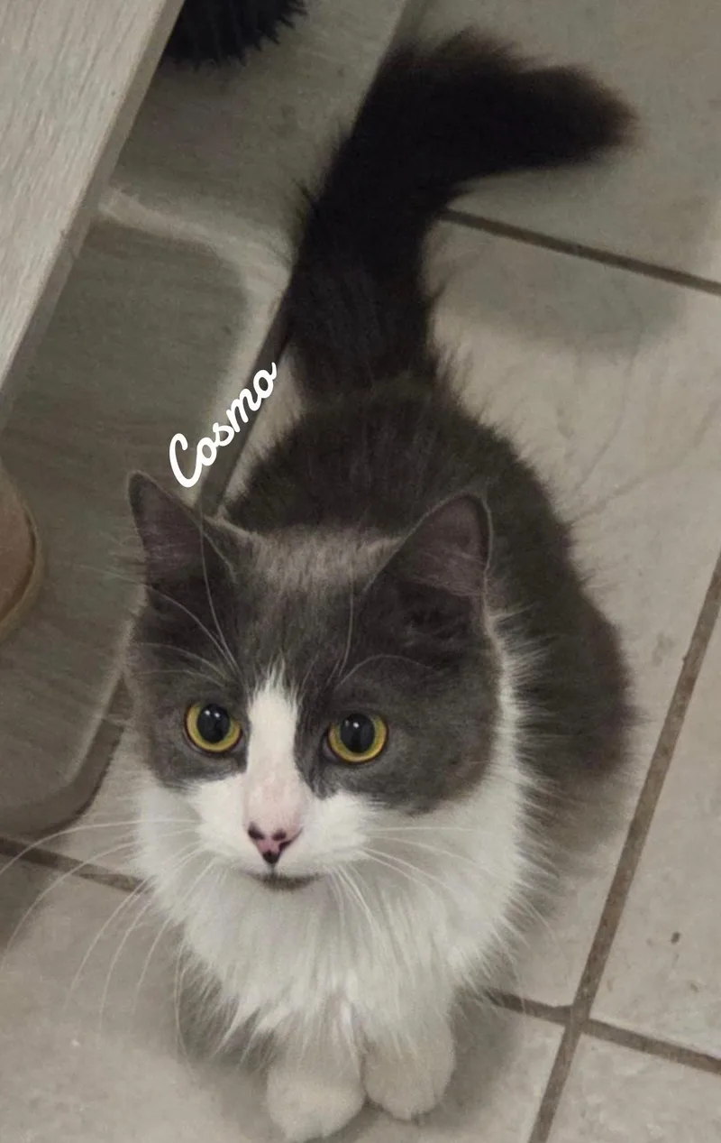 Cosmo