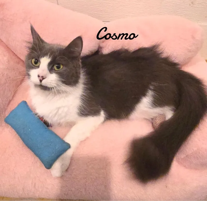 Cosmo thumbnail 2