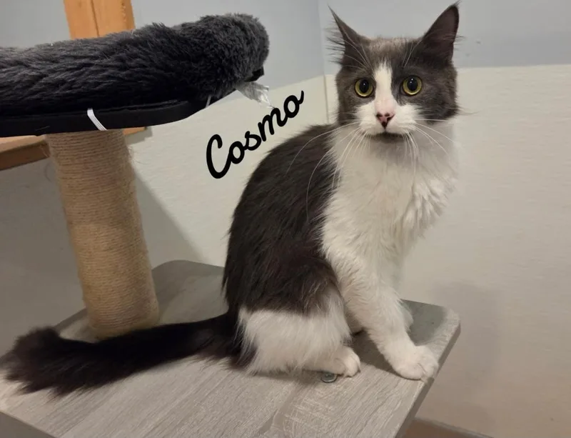 Cosmo thumbnail 3
