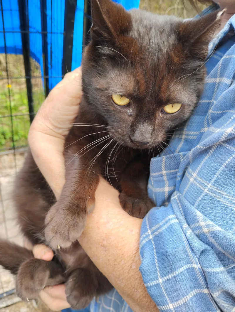 An adult medium-sized female Black Domestic Short Hair cat named Cage  Cat for adoption in Glenville, WV