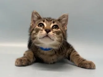 A baby small-sized male Domestic Short Hair cat named Blueberry Bee for adoption in Golden Valley, MN