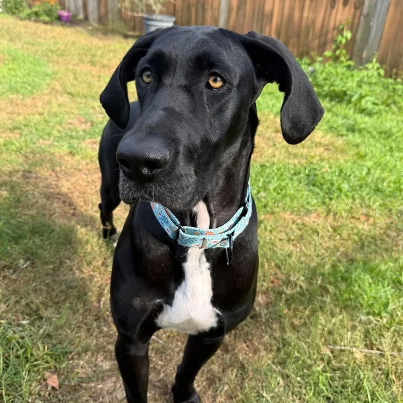 An adult extra large-sized female Black Great Dane dog named Lilly for adoption in Pensacola, FL