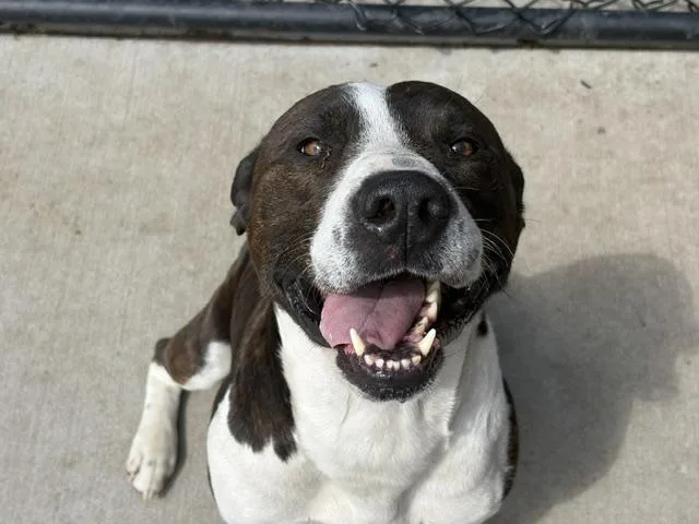 A young medium-sized male Pit Bull Terrier dog named Mark for adoption in Tulsa, OK
