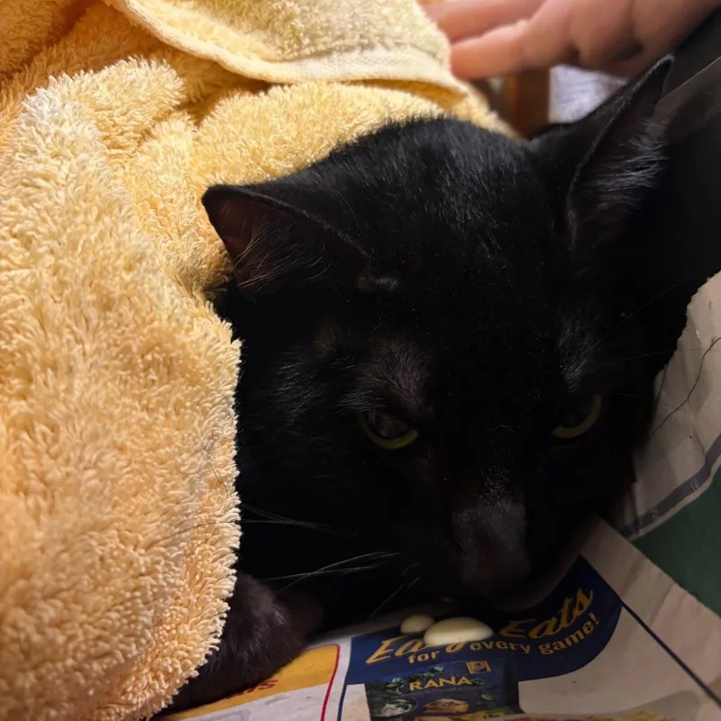 An adult large-sized male Black Domestic Short Hair cat named Church for adoption in Asheville, NC