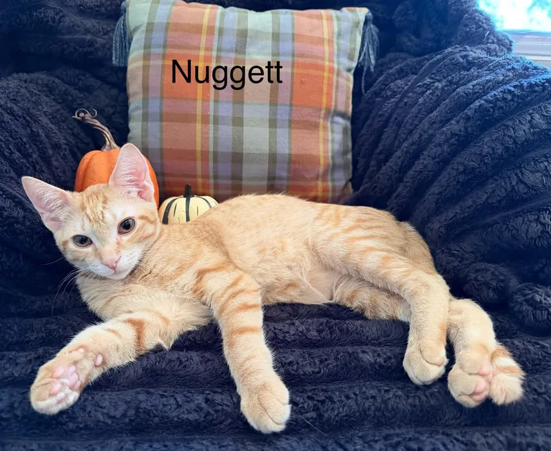Nugget thumbnail 2