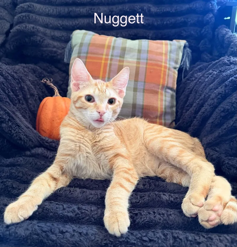 Nugget thumbnail 3