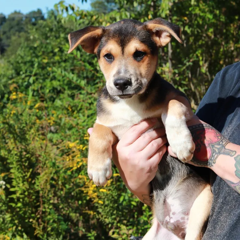 A baby medium-sized male German Shepherd Dog dog named CT Billy for adoption in Stormville, NY