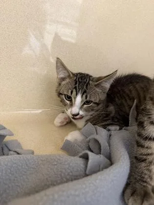 A baby medium-sized male Domestic Short Hair cat named Popcorn for adoption in Pequot Lakes, MN