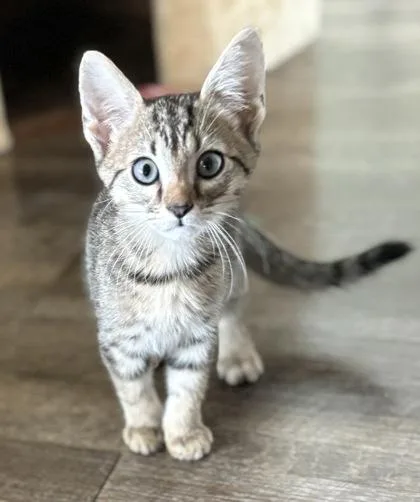 A baby small-sized male Domestic Short Hair cat named Blaze $ for adoption in Seneca, SC