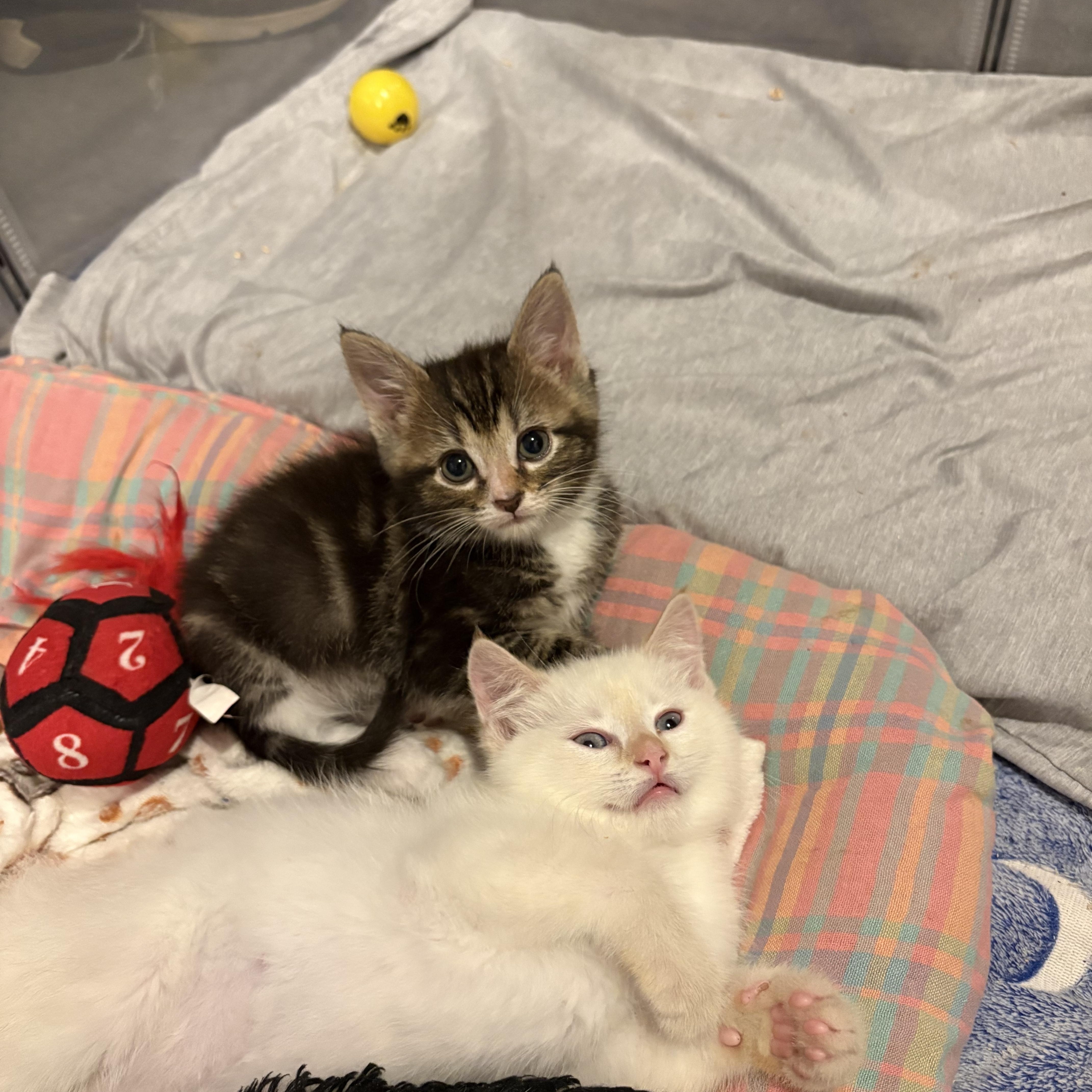 A baby medium-sized male Domestic Short Hair cat named Koda for adoption in Chesapeake Beach, MD