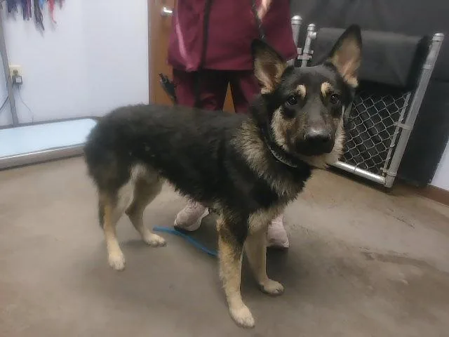 A young large-sized male German Shepherd Dog dog named Patton for adoption in Phoenix, AZ