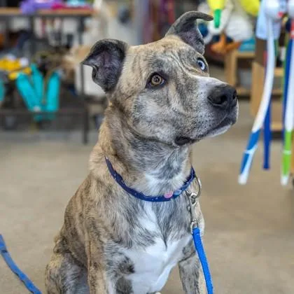 An adult medium-sized male Mixed Breed dog named Zuma for adoption in Westbrook, ME