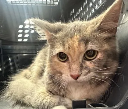 Coco