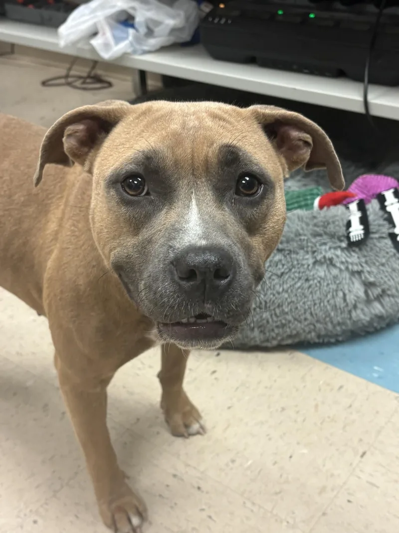 An adult medium-sized female Pit Bull Terrier dog named Darla for adoption in Ashland, VA