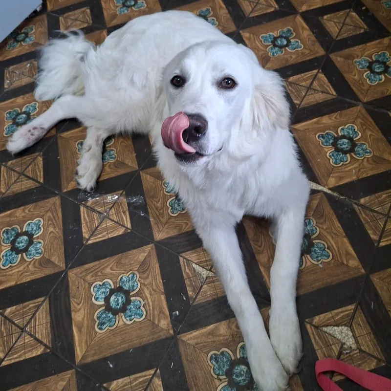 A young extra large-sized male White / Cream Great Pyrenees dog named Glacier for adoption in Lima, OH
