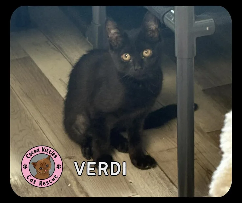 A baby small-sized female Domestic Short Hair cat named Verdi for adoption in Hershey, PA