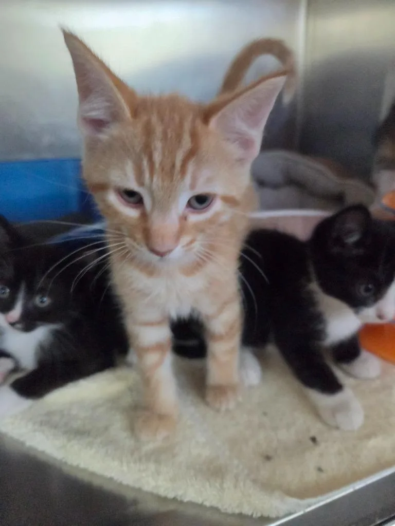 A baby small-sized male Calico cat named Roo for adoption in Liverpool, NY