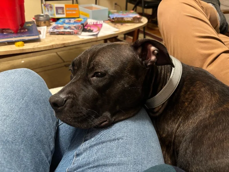 An adult medium-sized female Pit Bull Terrier dog named Red for adoption in Bloomington, IN
