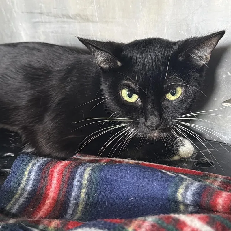 A young small-sized female Black Domestic Short Hair cat named Sage for adoption in Goshen, IN