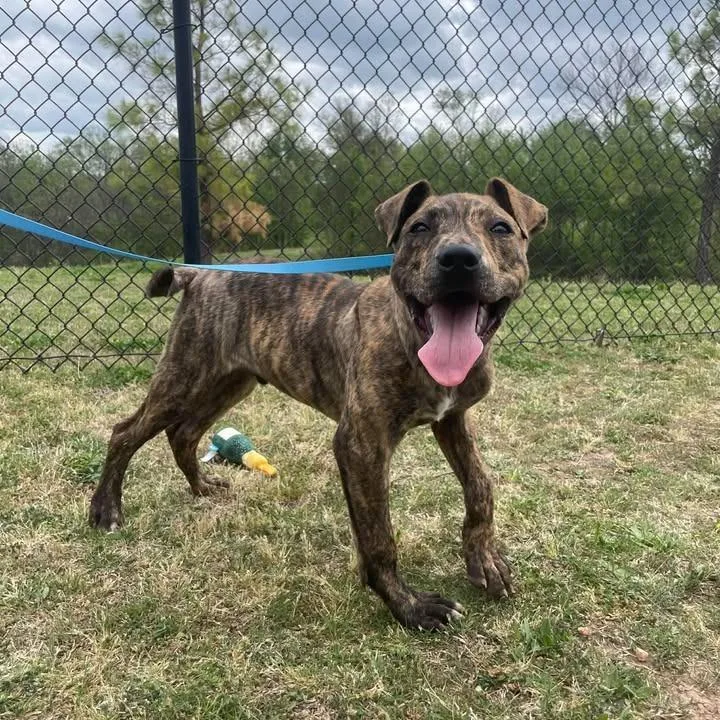A baby medium-sized male Pit Bull Terrier dog named Tank for adoption in Springdale, AR