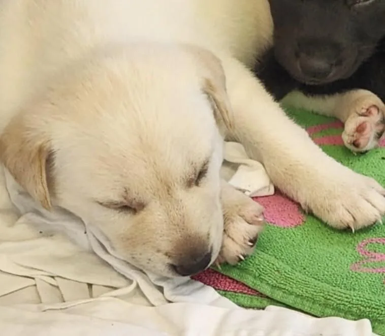 A baby medium-sized male White / Cream Labrador Retriever dog named Snow for adoption in Van Nuys, CA