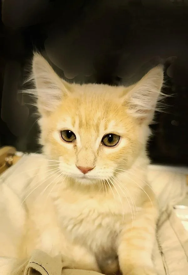 A baby small-sized male Domestic Medium Hair cat named PostIt for adoption in Salt Lake City, UT