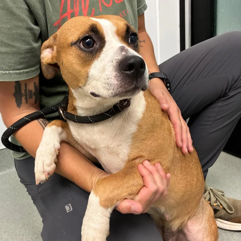 An adult medium-sized female Brown / Chocolate Terrier dog named Rosie for adoption in Abilene, TX