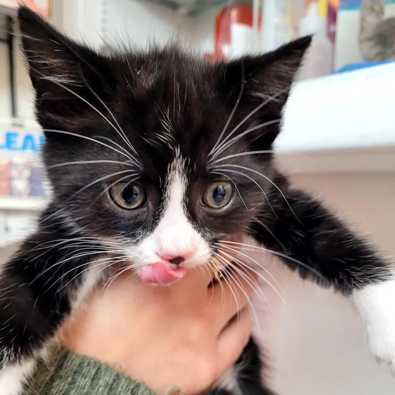 A baby small-sized male Domestic Short Hair cat named Spot for adoption in Allyn, WA